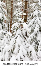 winter landscape