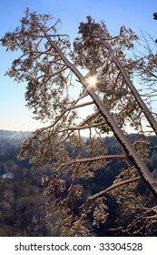 Winter landscape