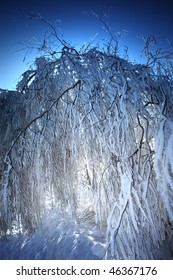 Winter landscape