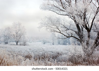 Winter Landscape