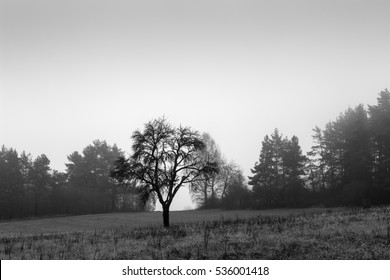 Winter landscape.