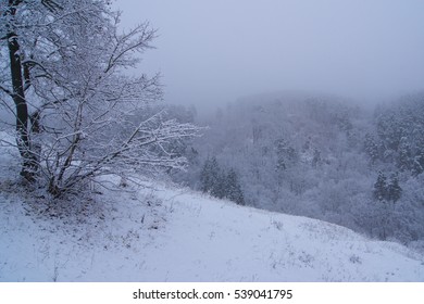 Winter landscape