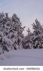 winter landscape