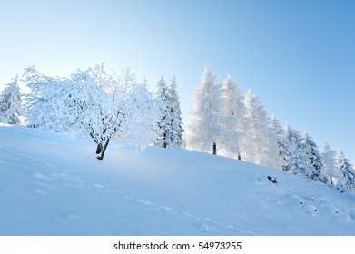 Winter Landscape