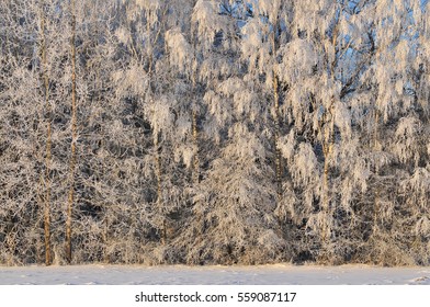 winter landscape