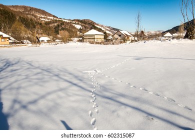 Winter landscape