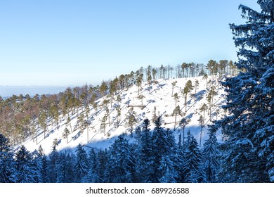Winter landscape.