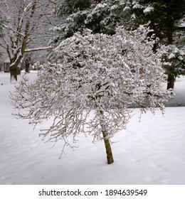 The Winter Landscape Of Ada Park In Grand Rapids, Michigan