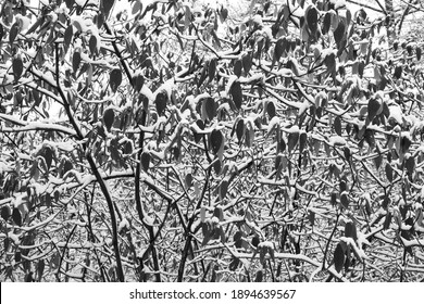 The Winter Landscape Of Ada Park In Grand Rapids, Michigan