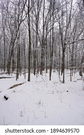 The Winter Landscape Of Ada Park In Grand Rapids, Michigan