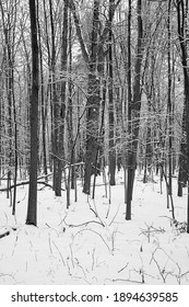 The Winter Landscape Of Ada Park In Grand Rapids, Michigan