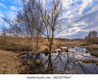 Winter landscape with bare tree reflecting in calm pond. Dry grass surrounds water under cloudy sky