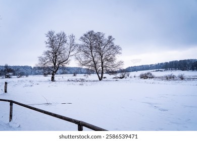 Winter Landscape with Bare Trees