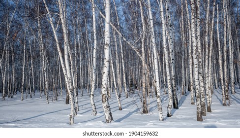 シラカバ の画像 写真素材 ベクター画像 Shutterstock