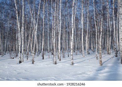 シラカバ の画像 写真素材 ベクター画像 Shutterstock