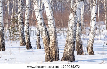 Foto Bild Schwarzwälder Winterlandschaft