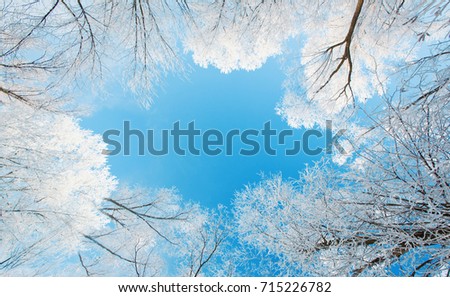 winter landscape, branches of trees in frost, trees in winter view from the bottom up, turquoise blue sunny sky, ice, poplars in snow winter forest
