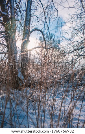 Winter landscape in Braunschweig, Lower Saxony, Germany. Snow covered Westpark on a sunny winter day