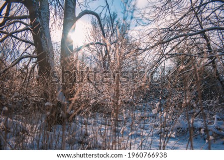 Winter landscape in Braunschweig, Lower Saxony, Germany. Snow covered Westpark on a sunny winter day