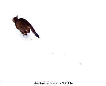 Winter Landscape With Cat Running Away