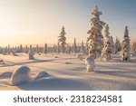 Winter landscape in clear blue sky with snowy trees and warm light, Gällivare county, Swedish Lapland, Sweden