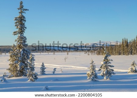 Winter landscape with clear blue sky and sunshine, snow on the trees, Gällivare county, Swedish Lapland, Sweden