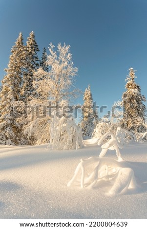 Winter landscape with clear blue sky and sunshine, snow on the trees, Gällivare county, Swedish Lapland, Sweden