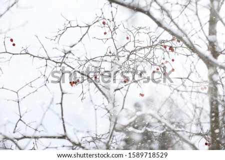 Similar – Image, Stock Photo Last fruits Environment