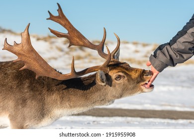 Winter landscape with a deer - Deer feeding in the snow - Amsterdamse waterleiding duinen - Amsterdam water supply dunes 