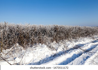 winter landscape with different types of trees covered with white snow and frost in the winter season, a frosty day after a snowfall