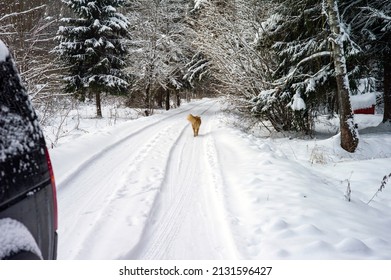 Winter Landscape With A Dog Running Away From A Car, Blurred Motion Shot