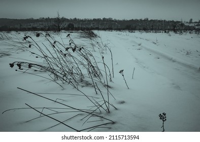 winter landscape. dry grass grows on the snow. bare trees without leaves in winter. the reeds are covered with snow. winter trail. footprints in the snow. winter road.