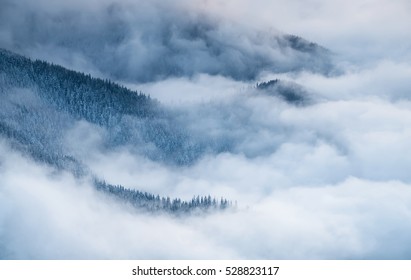 Winter landscape with fog and pine forest in the Carpathian mountains. - Powered by Shutterstock