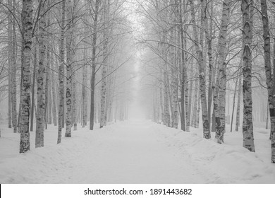 Winter Landscape. Foggy Frosty Morning. The Alley Of The City Park.