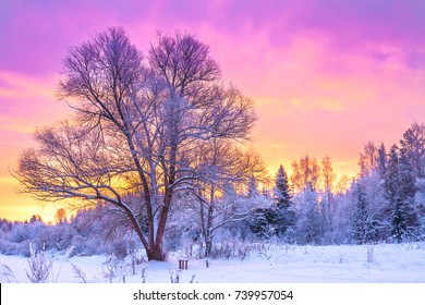 winter landscape with forest, trees and sunrise. winterly morning of a new day. purple winter landscape with sunset - Powered by Shutterstock