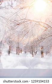 Winter landscape. Forest under the snow. Winter Park. - Shutterstock ID 1259104153