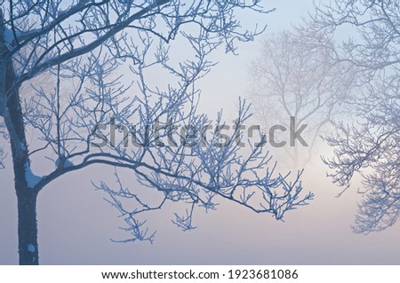 Winter landscape of frosted trees in fog at sunrise on a frigid morning, Milham Park, Kalamazoo, Michigan, USA