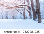 Winter landscape - frosty trees in winter forest in the sunny morning. Winter landscape with snowy trees. Tranquil winter nature in soft morning sunlight