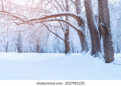 Winter landscape - frosty trees in winter forest in the sunny morning. Winter landscape with snowy trees. Tranquil winter nature in soft morning sunlight - Powered by Shutterstock