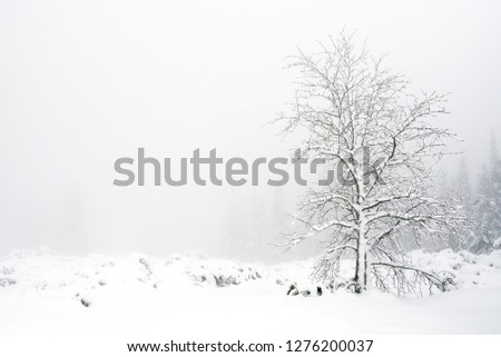 Similar – Image, Stock Photo Wwwwchsch Nature Landscape