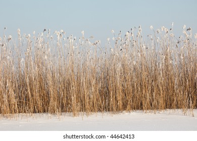 Winter Landscape, Frozen River Bank With Reed