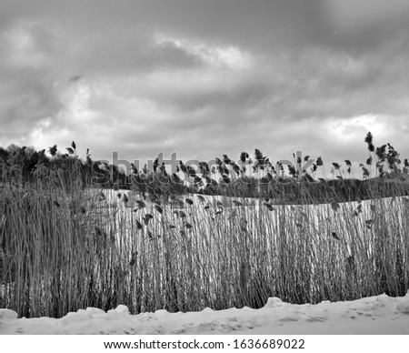 Similar – Image, Stock Photo Cuddly Horizon Sun Sunrise