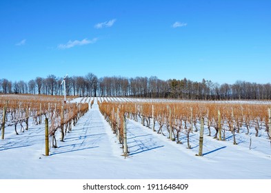 Winter Landscape With Grape Vineyard In The Heart Of Finger Lakes Wine Country, New York. 