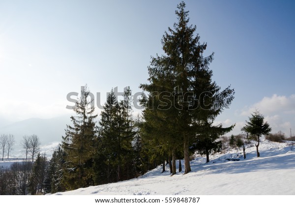 Winter Landscape, green spruce sheltered Format,\
Christmas tree in the center of the frame. in the background\
mountains sheltered snow