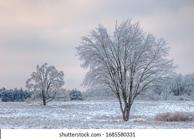 Winter Landscape Of Iced Trees After A Freezing Rain Weather Event, Al Sabo Meadow, Michigan, USA