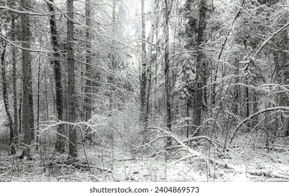 Winter landscape. Inside a dense dense forest that is difficult to navigate. There are fallen trees on the ground. Their branches intertwined and created a beautiful pattern, at the same time blocking