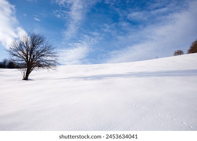 Winter landscape with an isolated tree over a blue sky - Powered by Shutterstock