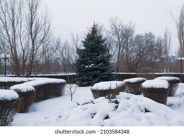 Winter Landscape, January, Fresh Snow On Trees, Bushes And Paths In The Park, Winter Frosty Evening 