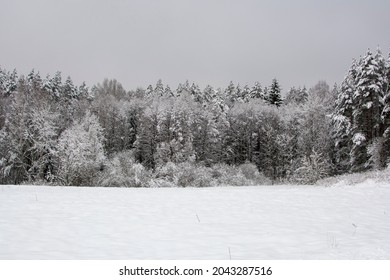 Winter landscape The land is covered with white snow, on the horizon there is a winter coniferous forest. Gray cold winter sky.
