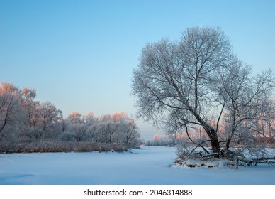 Winter landscape. A lonely tree on a frosty day amid a blue sky.